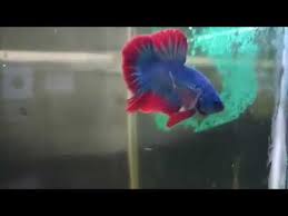 Join facebook to connect with cupang maskot and others you may know. Cupang Plakat Maskot Youtube