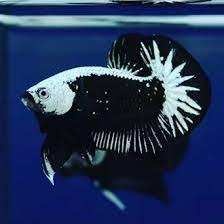 Beli black samurai cupang online berkualitas dengan harga murah terbaru 2021 di tokopedia! Cupang Samurai Sejarah Dan Jenisnya Black Samurai Red Samurai