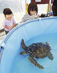 みなべで日本ウミガメ会議 全国から２５０人参加 紀伊民報agara