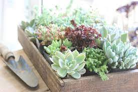 多肉植物の上手な育て方 コツとお手入れ 植え替え 寄せ植えを一挙紹介します Gardenstory ガーデンストーリー
