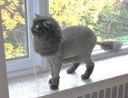 Ragdoll cat shaved with a lion style haircut. Pin On Beautiful Cats And Other Creatures