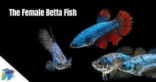 Introducing my female betta, mako! Female Betta Fish Appearence Tank Mates Care Guide