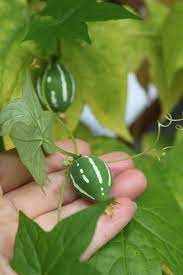 オキナワスズメウリの育て方 種まきや苗の植え方は 発芽させるコツは Greensnap グリーンスナップ