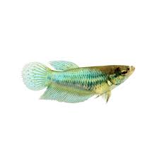 Introducing my female betta, mako! Green Female Veiltail Betta Fish Petco