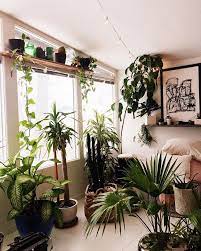Uohome Instagram Photos And Videos Living Room Plants Bedroom Plants Plant Decor
