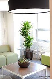 Everything Grows Yucca And Succulents Make This Space Artificial Plant Arrangements Interior Design Plants Artificial Plants Outdoor