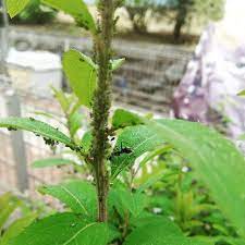スス病とは 原因 対処 予防対策まで徹底解説 これで植物も安心 暮らし の