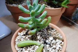 初心者必見 多肉植物が恐怖の茎腐れ病にかかったときの症状と対処方法