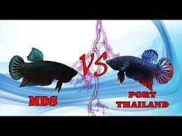 See more of cupang aduan mds sakai thailand on facebook. Most Beautiful Types Of Betta Fish Betta Fish Names Youtube Ikan Cupang Betta Ikan