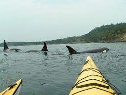To Do Rental On Lake Margo San Juan Island San Juan Islands Washington Orcas Island San Juan Islands