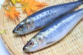 いわしの旬はいつ 千葉 北海道など有名産地の時期や各特徴について お食事ウェブマガジン グルメノート