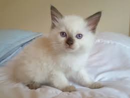 The ragdoll is a moderately active cat. Katt Katt Ragdoll Cat Breeders Rochester Ny