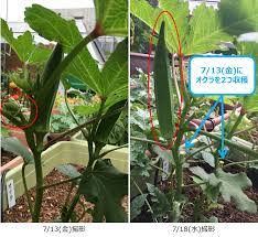 オクラの恐るべし成長速度 約5日で手のひらサイズに プランター菜園をやってみよう 会社の屋上 で 収穫を目指す 会社員の熱き戦い