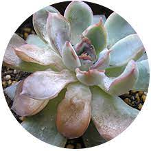 よくある質問 植物編 多肉植物 サボテンの専門通販 Solxsol