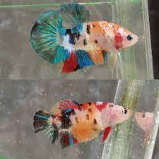 Umumnya ikan cupang yang mutasi itu seperti misalnya ikan cupang koi, ikan cupang fancy, bluerim dan masih banyak lagi. Sepasang Ikan Cupang Koi Galaxy Multicolor Shopee Indonesia