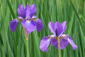 紫色の春の花12選 花言葉や名前の図鑑 Horti ホルティ By Greensnap