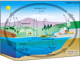 the carbon cycle: sources and sinks