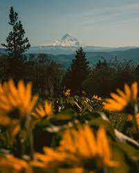 Magical Outdoor Landscapes Of Oregon By Nicholas Steven Oregon Landscape Oregon Photography Outdoor Landscaping