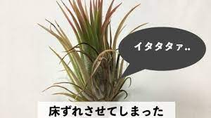 最新のhdエアプランツ 葉先 枯れ カット すべての美しい花の画像