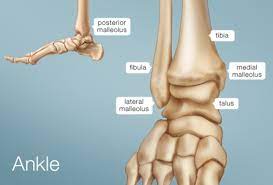 Bones of the shoulder girdle. Ankle Human Anatomy Image Function Conditions More