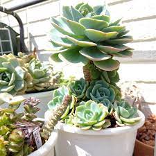 七福神の育て方 多肉植物のエケベリアの仲間 Horti ホルティ By Greensnap