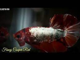 Cara membedakan ikan cupang ws, fccp dan ws cooper! Ikan Cupang Fancy Cooper 2021 Youtube