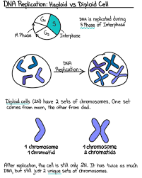 Cell interphase | nuclear membrane, mitosis, cell membrane. S Phase Interphase Overview Diagrams Expii
