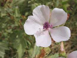 Marshmallow (althaea officinalis) is a perennial plant of the mallow family up to 2 m tall. Marshmallow Seeds World Seed Supply
