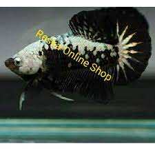 Cupang marble samurai (cupang marble dengan sisik naga/dragon parsial). Ikan Cupang Black Samurai Shopee Indonesia