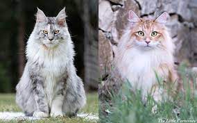Most of the time norwegian forest cat is being mistaken as maine coon because they have the same features. Maine Coon Vs Norwegian Forest Cat The Little Carnivore