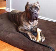 Trillium K 9 Obedience Protection Training Dog Training Ottawa On Cane Corso Puppies Cane Corso Dogs