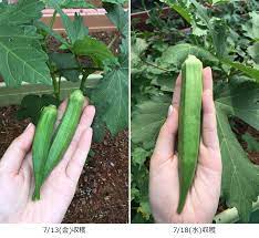 オクラの恐るべし成長速度 約5日で手のひらサイズに プランター菜園をやってみよう 会社の屋上 で 収穫を目指す 会社員の熱き戦い