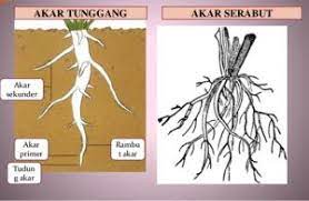 Pengertian Akar Serabut Ciri Ciri Fungsi Contoh Akar Serabut