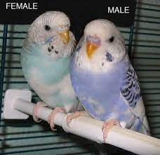 Sexing A Baby Parakeet Budgies Bird Baby Parakeets Pet Birds