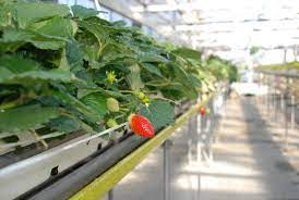 トヨタネブログ 農場日記 トヨタネ株式会社