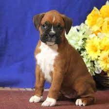 We also have a few families that work. Boxer Puppies For Sale Pittsburgh Pa 215701 Petzlover