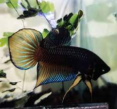 Gambar ikan cupang hias, penjualcupang.com | pada dasarnya jenis ikan cupang dibagi menjadi 3, yakni ikan cupang hias, ikan cupang adu dan ikan cupang alam. 20 Jenis Ikan Cupang Yang Bisa Anda Pilih Untuk Dipelihara Blog Ruparupa