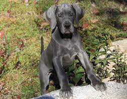 Puppies don't come up a lot in rescue & rehoming, so if you're looking for a puppy, please consider purchasing from a registered and ethical breeder. Main New England Florida S Premier Blue Black Great Dane Breeders