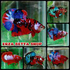Bahkan kita membelinya untuk kita adu. Ikan Cupang Koi Galaxi Multicollor Full Block Ukuran Medium Warna Random Shopee Indonesia