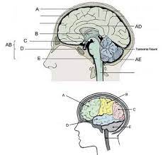 Spinal, cranial, (override if right but different order) ganglia, enteric the blank functional component of the nervous system begins at receptors (blank of neurons, blank cells, or complex blank organs). Brain Label
