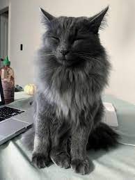 The bigger the fur baby the. Was Told She Might Be A Russian Blue Maine Coon Mix As A Kitten But I Think She Belongs Here Aka Piccadilly Aka Dillybean Aka The Cute Weirdo Who Sleeps Standing Up