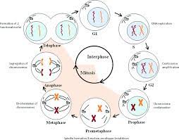 Interphase video animation (khan the stages of the interphase prepare the cell for mitosis by meeting the external and internal conditions. Cell Cycle Progression Cell Division Consists Of An Interphase And Download Scientific Diagram