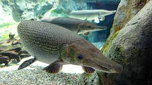 Final day of the trip was a success! Alligator Gar 100 Million Years Old And Still Kicking Howstuffworks