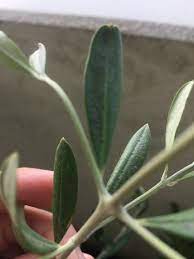 オリーブの木の葉っぱに茶色の斑点ができています 何かの病気でしょ その他 趣味 アウトドア 車 教えて Goo
