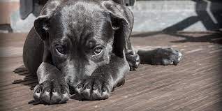 It is our goal to match homeless shelter pets pets whose pictures feature a video chat icon on the top, left corner are available for virtual. Maricopa County Offering Free Adoptions To Clear Shelter Space