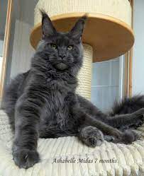 Read our russian blue buying advice page for information on this cat breed. Pin On Koshki