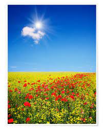 È firmato in basso a destra .veghel 1557. Paesaggio Soleggiato Con Fiori In Un Campo Posterlounge It