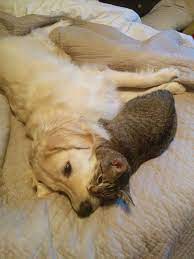 My Cat And Dog Love Each Other Imgur Dog Cat Cute Animals Cats