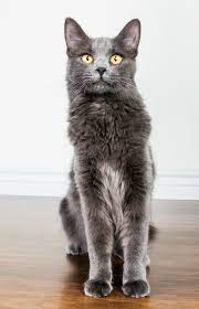 Adopt a pet from pima animal care center. Adopt A Pet Pima County