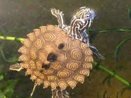 Hybrid Concentric Diamondback Terrapin X False Map Turtle Tortoise Turtle Turtle Love Aquatic Turtles